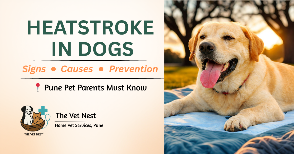 Heatstroke in Dogs: Signs, Causes, Emergency Care & Prevention in Pune
